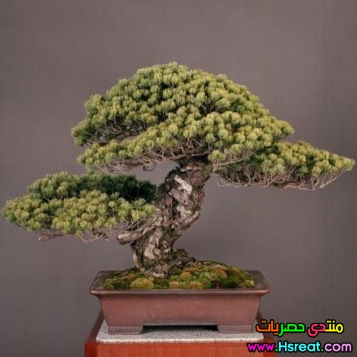 اقدم شجرة بونساي في التاريخ.jpg