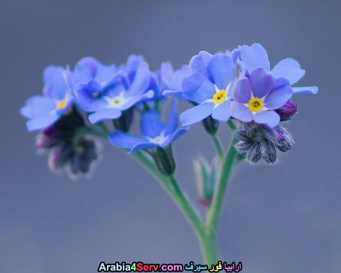 زهور-لونها-ازرق-جميلة-جدا-10.jpg