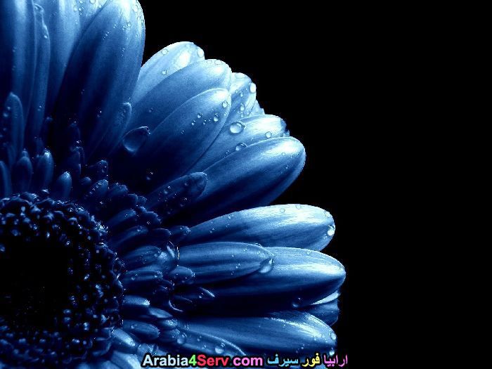 زهور-لونها-ازرق-جميلة-جدا-13.jpg