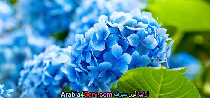 زهور-لونها-ازرق-جميلة-جدا-14.jpg