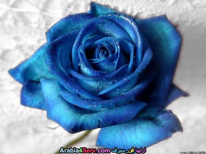 زهور-لونها-ازرق-جميلة-جدا-3.jpg