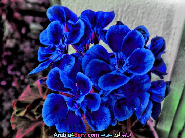 زهور-لونها-ازرق-جميلة-جدا-5.jpg