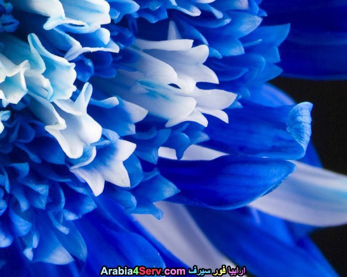 زهور-لونها-ازرق-جميلة-جدا-6.jpg