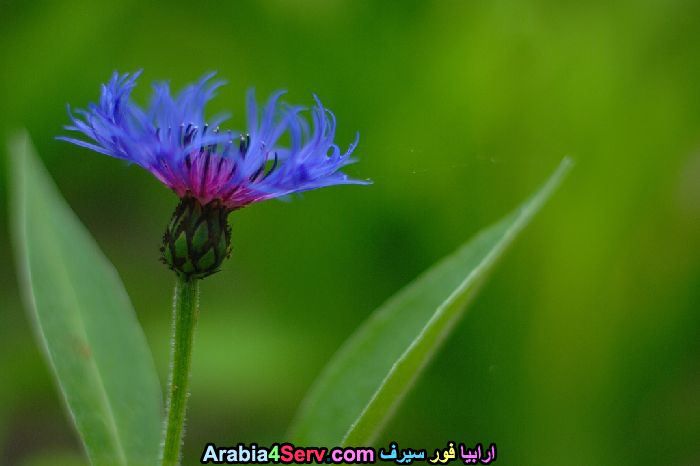 زهور-لونها-ازرق-جميلة-جدا-8.jpg