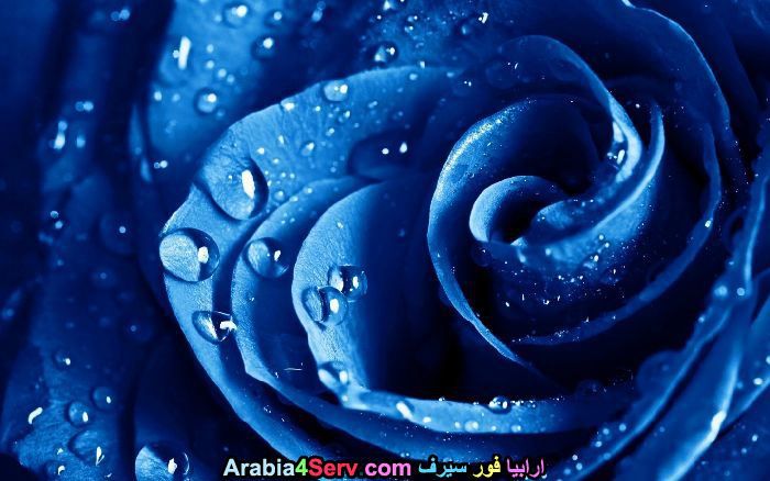 زهور-لونها-ازرق-جميلة-جدا-9.jpg