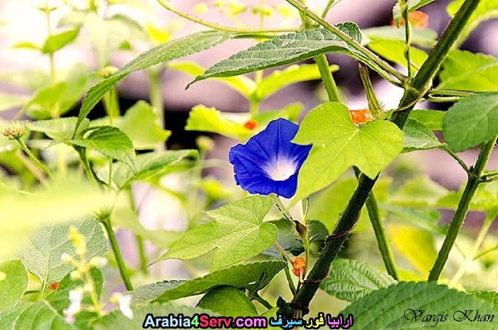 زهور-وورود-زرقاء-اللون-15.jpg