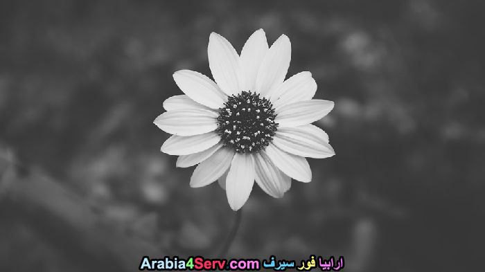 صور-ابيض-و-اسود-جميلة-للزهور-1.jpg