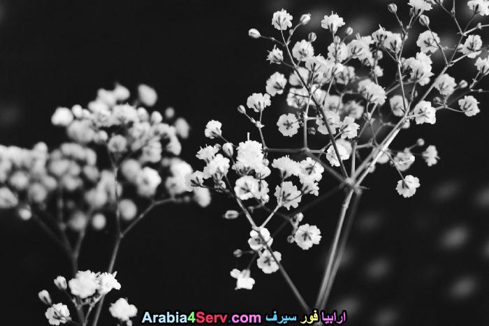 صور-ابيض-و-اسود-جميلة-للزهور-10.jpg
