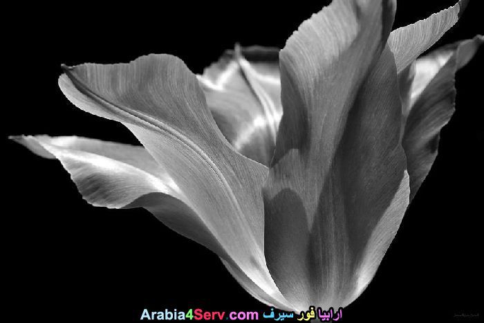 صور-ابيض-و-اسود-جميلة-للزهور-11.jpg
