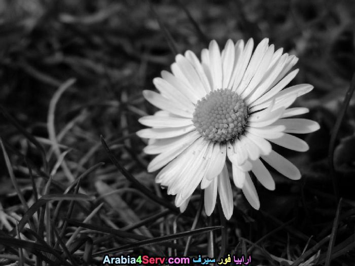 صور-ابيض-و-اسود-جميلة-للزهور-12.jpg