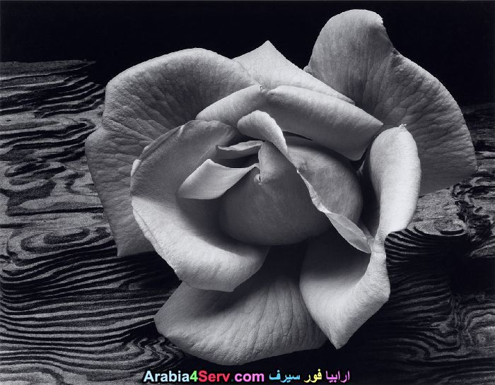 صور-ابيض-و-اسود-جميلة-للزهور-13.jpg