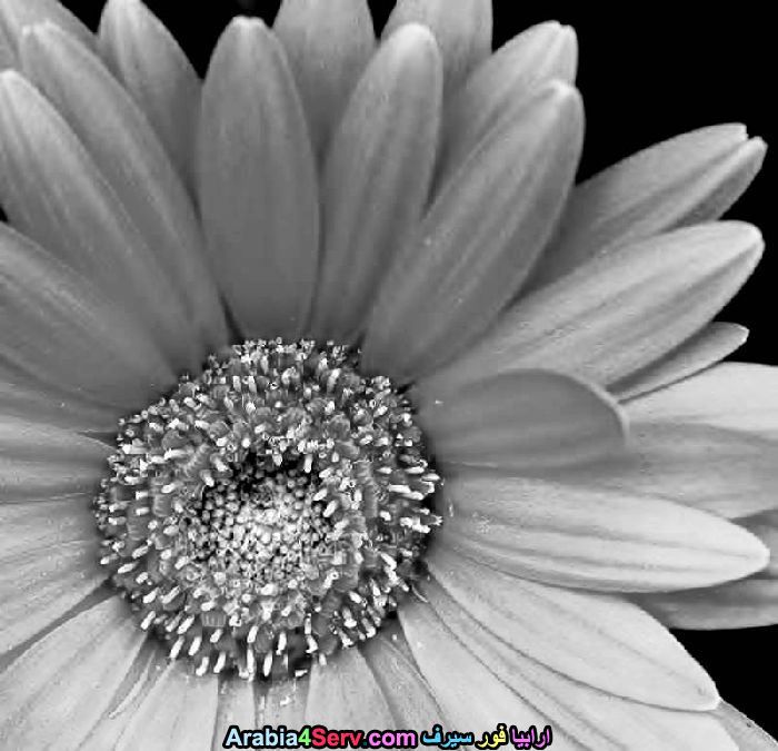 صور-ابيض-و-اسود-جميلة-للزهور-14.jpg