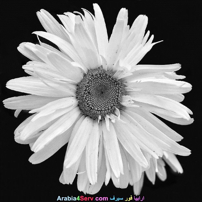 صور-ابيض-و-اسود-جميلة-للزهور-2.jpg