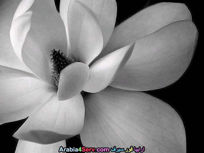 صور-ابيض-و-اسود-جميلة-للزهور-3.jpg