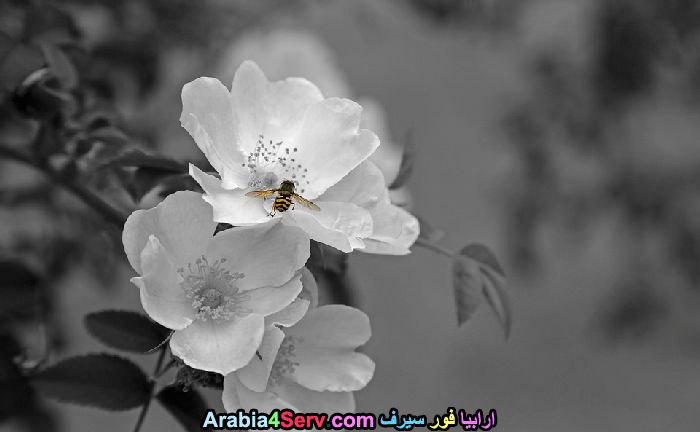 صور-ابيض-و-اسود-جميلة-للزهور-5.jpg