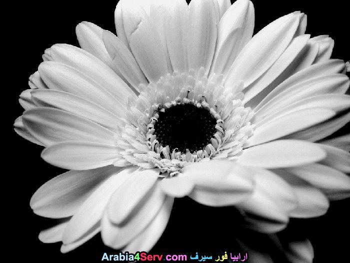 صور-ابيض-و-اسود-جميلة-للزهور-6.jpg