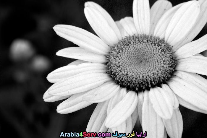 صور-ابيض-و-اسود-جميلة-للزهور-7.jpg
