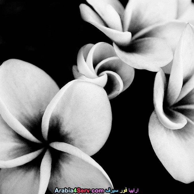 صور-ابيض-و-اسود-جميلة-للزهور-8.jpg