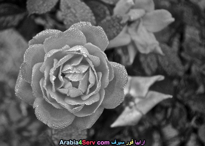 صور-ابيض-و-اسود-جميلة-للزهور-9.jpg
