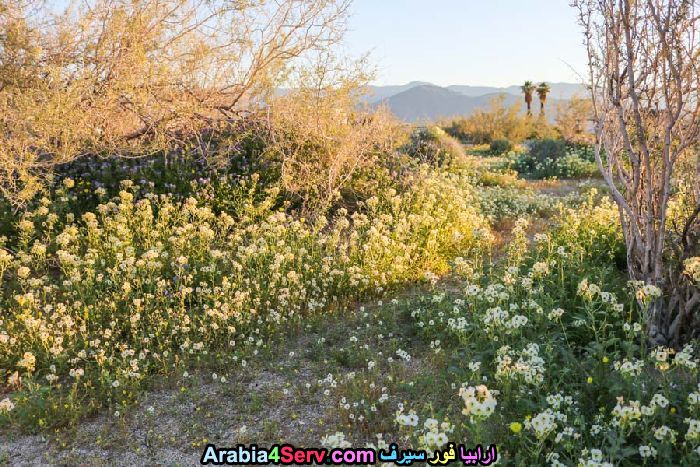 صور-زهور-الصحراء-طبيعية-جميلة-1.jpg