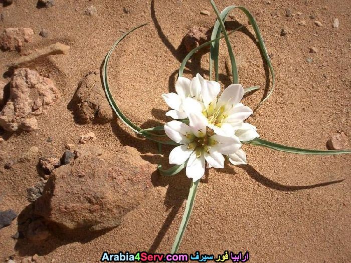 صور-زهور-الصحراء-طبيعية-جميلة-15.jpg