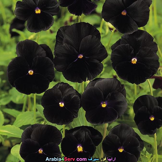 صور-زهور-سوداء-عجيبة-و-غريبة-طبيعية-1.jpg