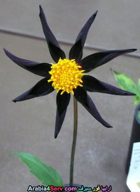 صور-زهور-سوداء-عجيبة-و-غريبة-طبيعية-10.jpg