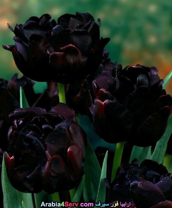 صور-زهور-سوداء-عجيبة-و-غريبة-طبيعية-11.jpg