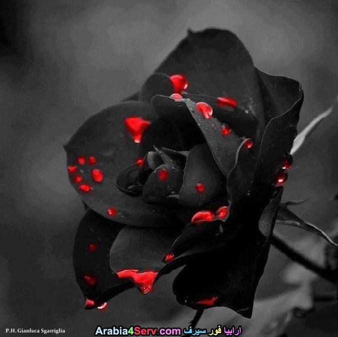 صور-زهور-سوداء-عجيبة-و-غريبة-طبيعية-12.jpg