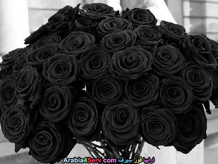 صور-زهور-سوداء-عجيبة-و-غريبة-طبيعية-15.jpg