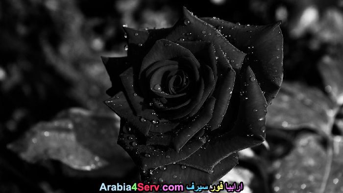 صور-زهور-سوداء-عجيبة-و-غريبة-طبيعية-17.jpg