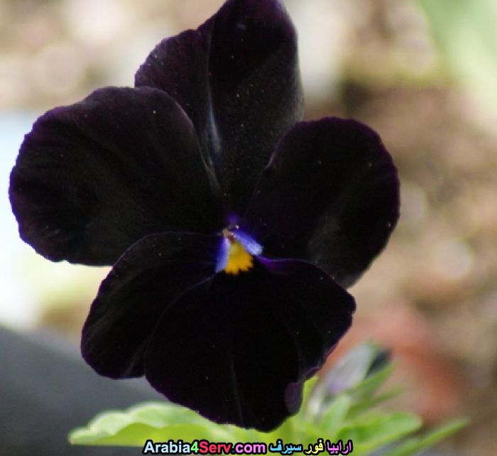 صور-زهور-سوداء-عجيبة-و-غريبة-طبيعية-18.jpg