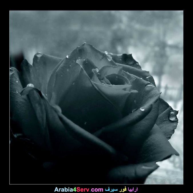 صور-زهور-سوداء-عجيبة-و-غريبة-طبيعية-2.jpg