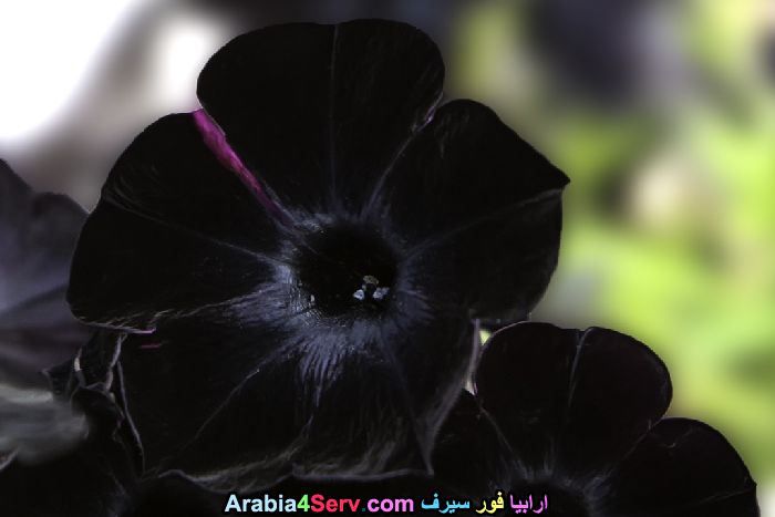 صور-زهور-سوداء-عجيبة-و-غريبة-طبيعية-3.jpg