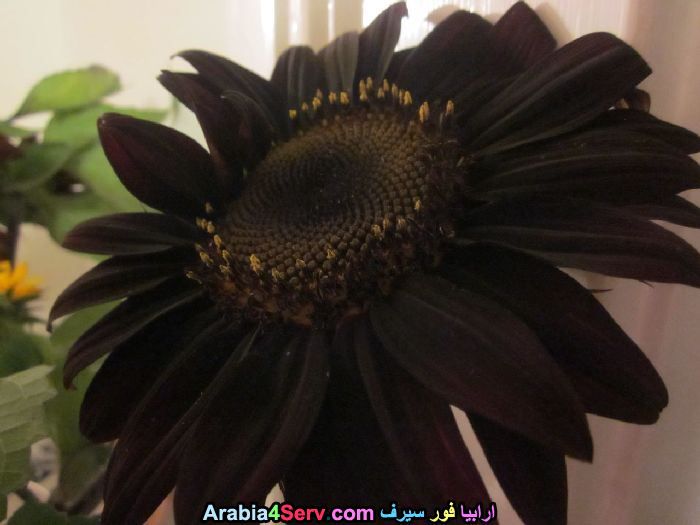 صور-زهور-سوداء-عجيبة-و-غريبة-طبيعية-4.jpg