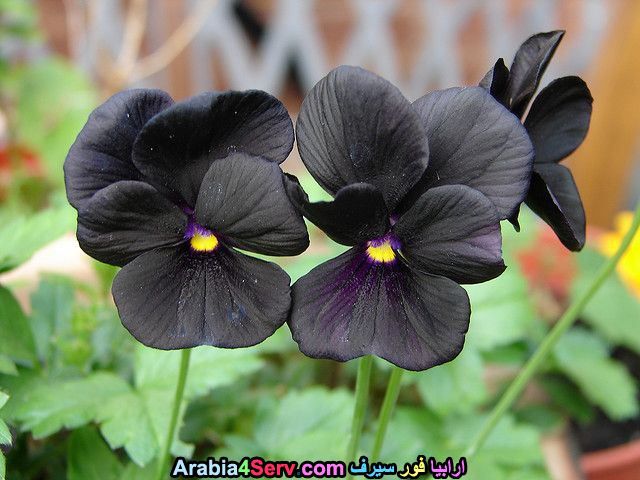 صور-زهور-سوداء-عجيبة-و-غريبة-طبيعية-7.jpg