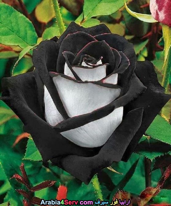 صور-زهور-سوداء-عجيبة-و-غريبة-طبيعية-8.jpg