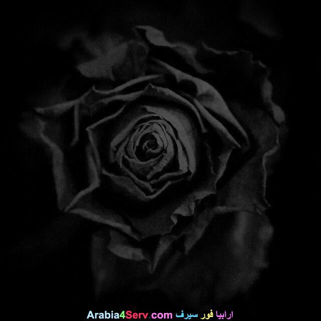 صور-زهور-سوداء-عجيبة-و-غريبة-طبيعية-9.jpg