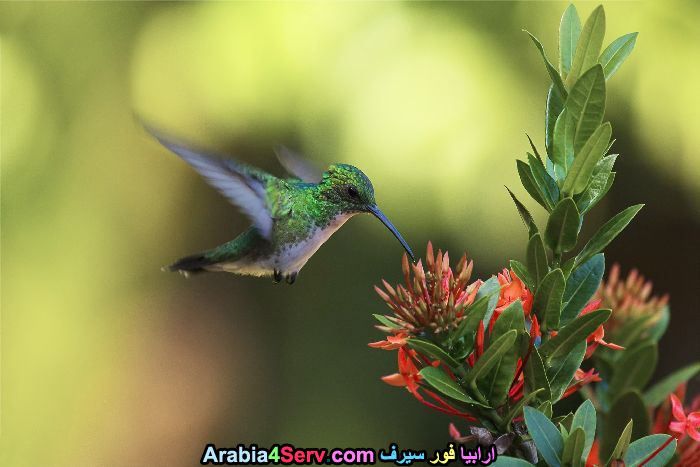 صور-طبيعية-طيور-ملونة-جميلة-و-ورود-15.jpg