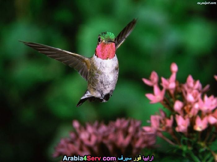 صور-طبيعية-طيور-ملونة-جميلة-و-ورود-2.jpg