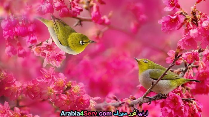 صور-طبيعية-طيور-ملونة-جميلة-و-ورود-8.jpg