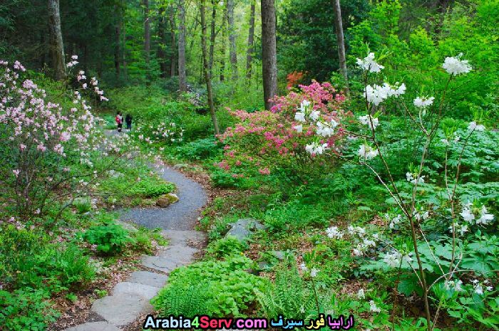 صور-غابات-و-زهور-طبيعية-1.jpg