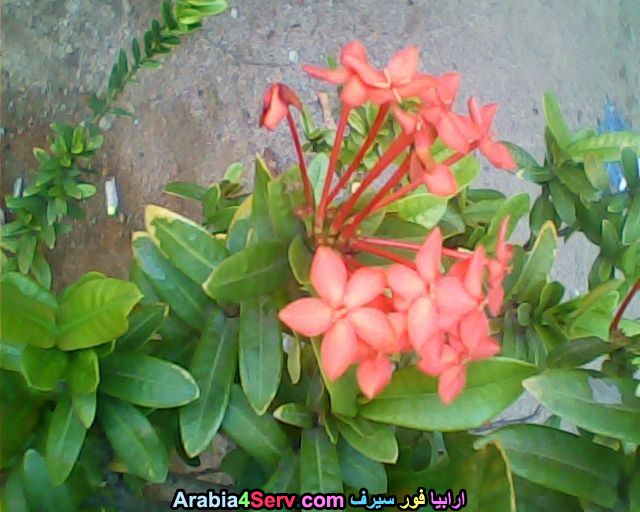 صور-غابات-و-زهور-طبيعية-10.jpg