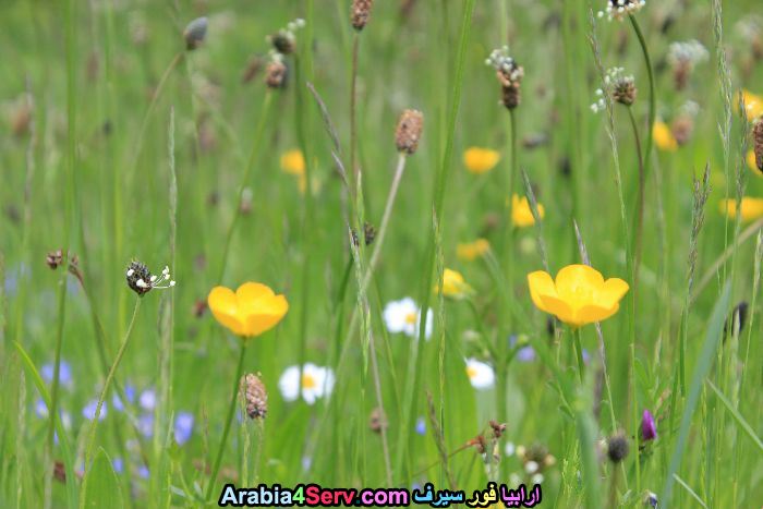 صور-غابات-و-زهور-طبيعية-11.jpg
