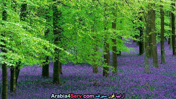 صور-غابات-و-زهور-طبيعية-15.jpg