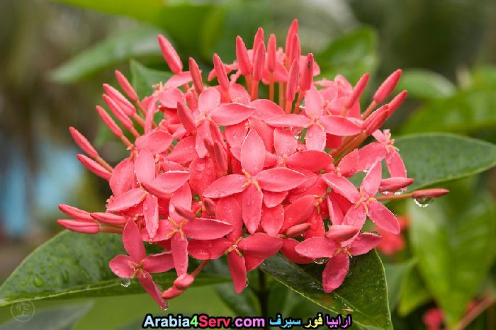 صور-غابات-و-زهور-طبيعية-17.jpg
