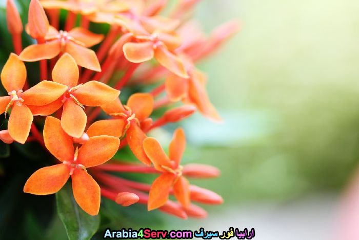 صور-غابات-و-زهور-طبيعية-18.jpg