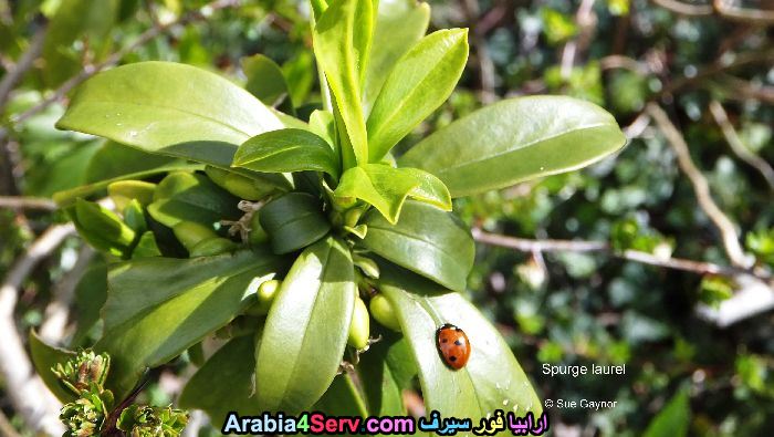 صور-غابات-و-زهور-طبيعية-19.jpg