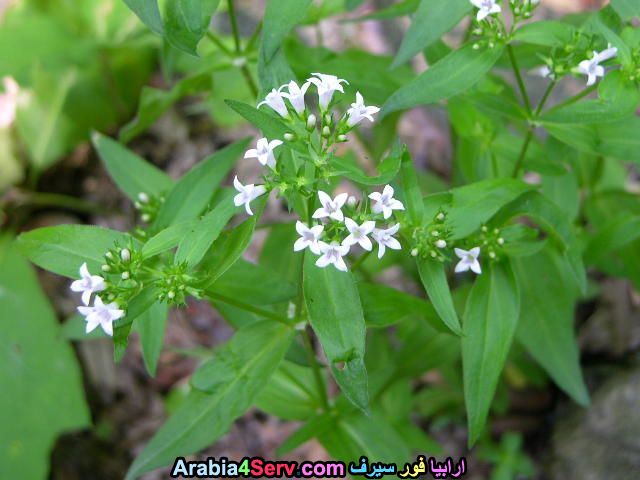 صور-غابات-و-زهور-طبيعية-20.jpg