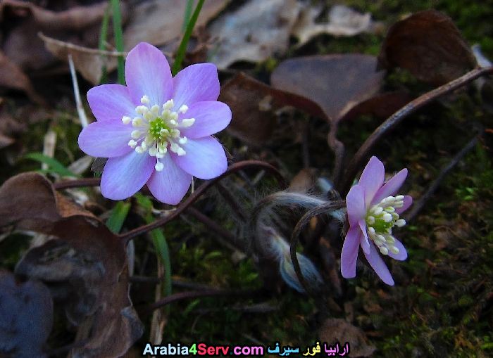 صور-غابات-و-زهور-طبيعية-5.jpg